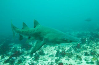「シロワニ」のサムネイル画像