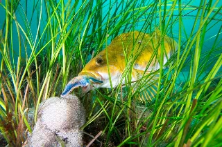 「アイナメ」のサムネイル画像