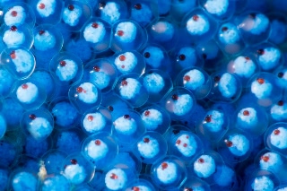 「ベロ」のサムネイル画像