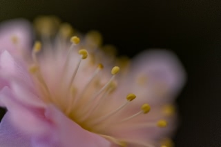 「ウメ」のサムネイル画像