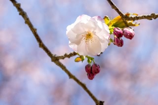 「ヤエザクラ」のサムネイル画像