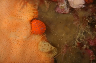 「ヨコエビとスナビクニン」のサムネイル画像