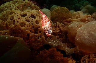 「イソカサゴ」のサムネイル画像