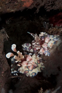 「フリソデエビ(Harlequin shrimp)」のサムネイル画像