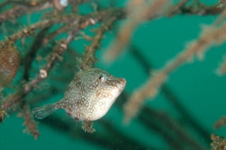 「アミメハギ」のサムネイル画像