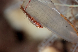 「セボシウミタケハゼ(Common ghost goby)」のサムネイル画像