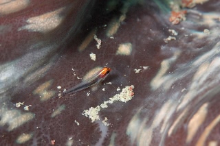 「オレンジヘッドピグミーゴビー(orange-head pygmy-goby)」のサムネイル画像