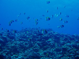 「カスミチョウチョウウオ(Pyramid butterflyfish)」のサムネイル画像