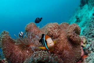 「クマノミ(Anemonefish)」のサムネイル画像