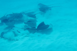 「Longtail stingray(ロングテールスティングレイ)」のサムネイル画像