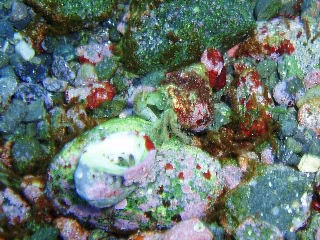 「えっちらほっちら」のサムネイル画像