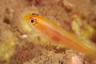 「無題」のサムネイル画像