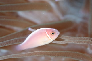 「ハナビラクマノミ(Pink Anemonefish)」のサムネイル画像