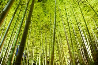 「無題」のサムネイル画像