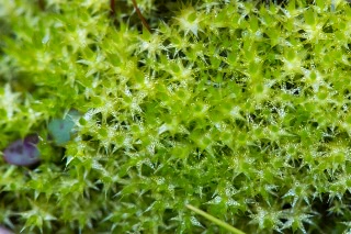 「コケの仲間」のサムネイル画像