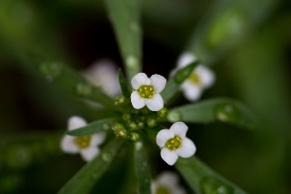 「植物の仲間」のサムネイル画像