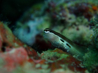 「banda comb-tooth 」のサムネイル画像