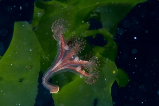 「シャンデリアクラゲの仲間」のサムネイル画像