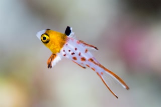 「ヒオドシベラ」のサムネイル画像