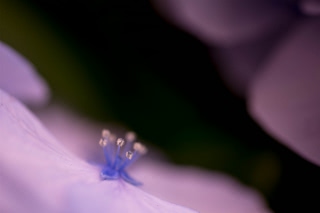 「アジサイ」のサムネイル画像