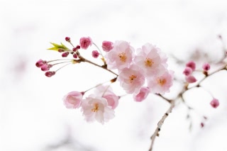 「ヤエザクラ」のサムネイル画像