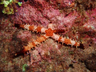 「ヒトデの仲間」のサムネイル画像