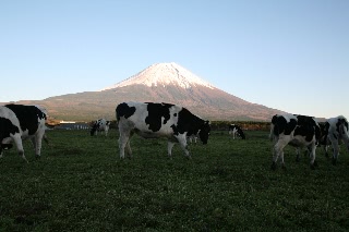 「牛と富士山」のサムネイル画像