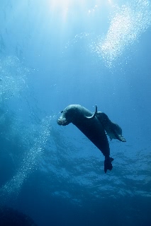 「ハワイモンクアザラシ(Hawaiian monk seal)」のサムネイル画像