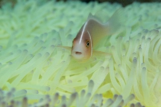 「ハナビラクマノミ(Pink Anemonefish)」のサムネイル画像