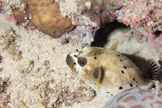「コクテンフグ(Black-spotted Toadfish)」のサムネイル画像