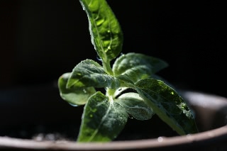 「ミニひまわり」のサムネイル画像