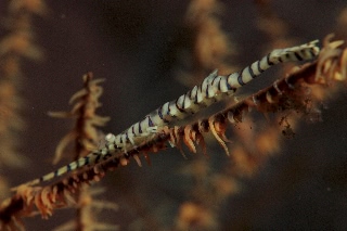 「ゴルゴニアンシュリンプ(Saw blade shrimp,gorgonian shrimp)」のサムネイル画像