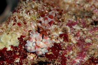 「フリソデエビ(Harlequin shrimp)」のサムネイル画像