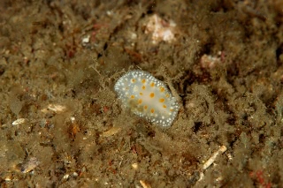 「サガミウミウシ」のサムネイル画像