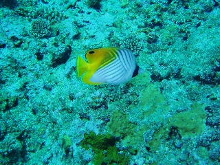 「トゲチョウチョウウオ」のサムネイル画像