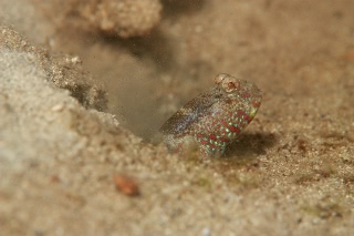 「タカノハハゼ」のサムネイル画像