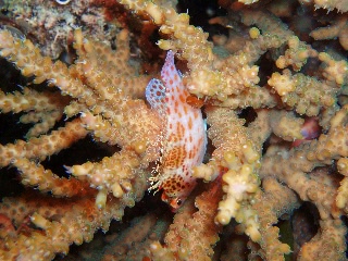 「サラサゴンベ(Coral Hawkfish)」のサムネイル画像