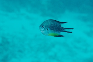 「ナミスズメダイ」のサムネイル画像