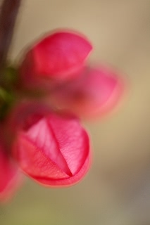 「ボケ」のサムネイル画像