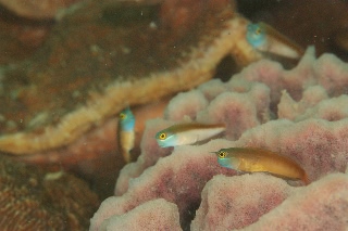 「yellow-eyed combtooth blenny」のサムネイル画像