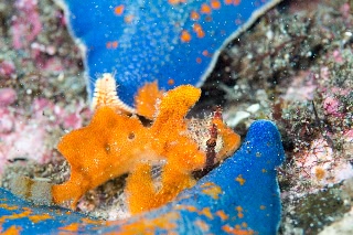 「オコゼカジカ」のサムネイル画像