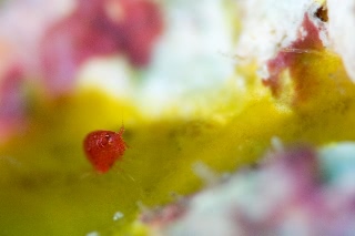 「ヨコエビの仲間」のサムネイル画像