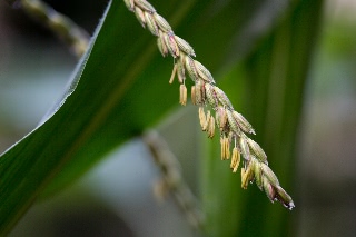 「レインボーコーン(虹色トウモロコシ,七色トウモロコシ,グラスジェムコーン,ジュエリーコーン)」のサムネイル画像