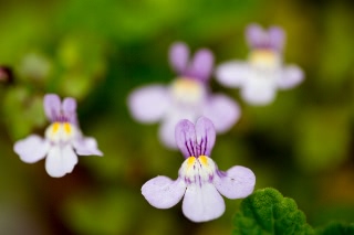 「植物の仲間」のサムネイル画像