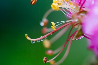 「サルスベリ」のサムネイル画像