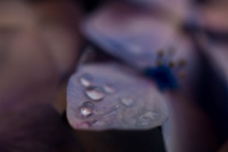 「アジサイ」のサムネイル画像