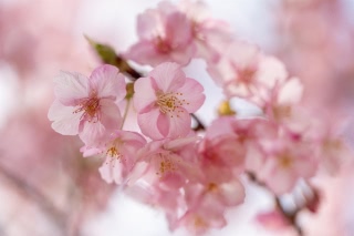 「カワヅザクラ(河津桜)」のサムネイル画像