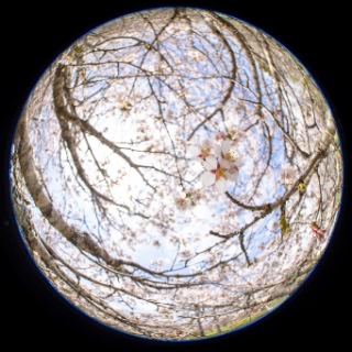 「オオヤマザクラ(エゾヤマザクラ,ベニヤマザクラ)」のサムネイル画像