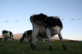 「お尻をなめる牛さん」のサムネイル画像
