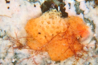 「無題」のサムネイル画像